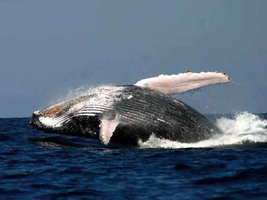 Villa Whales & Waves Hermanus Esterno foto
