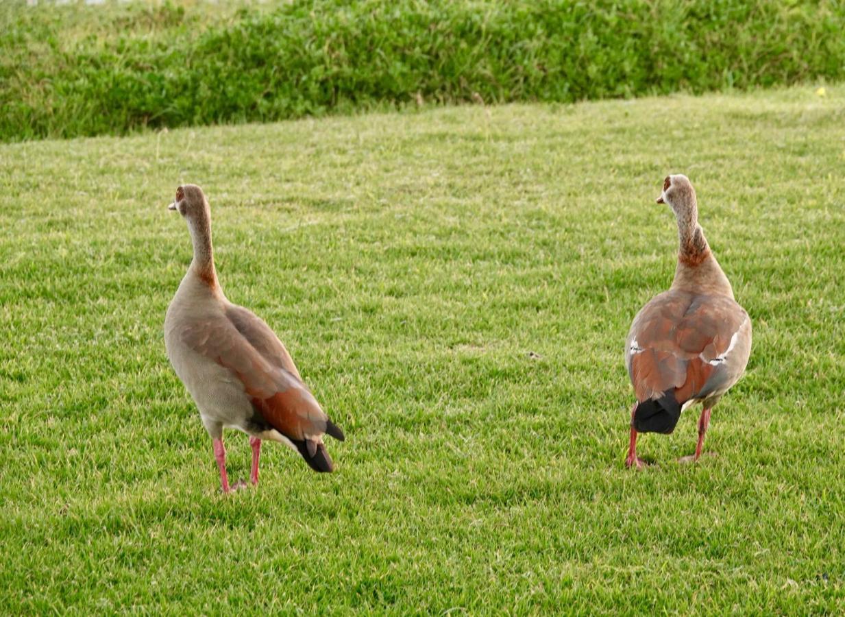 Villa Whales & Waves Hermanus Esterno foto